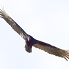 Kondor krocanovity - Cathartes aura - Turkey Vulture o4047